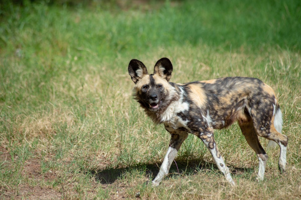 livingdesert's tweet photo. Looking for a last-minute Father's Day gift? This one helps create a better future for wildlife!

Adopt an animal in honor of your father figure and directly support the Zoo's world-class animal care + the conservation of endangered species. Learn more at https://t.co/cnM1uJ3hQh! https://t.co/5b4BQommj0