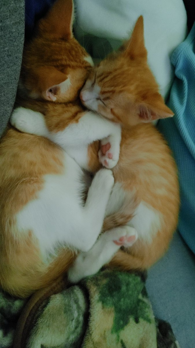 imkittenjack's tweet image. Added 2 new twin boys to our sleepy crew. What should we name them? #kitten #cats #cat #catsoftwitter #kittens #catsofinstagram  #catlover #kitty #kittensoftwitter #catlife  #catlovers #cute #catoftheday #animals #cutecat #adoptdontshop #lovecats #gato #cutecats #catlove