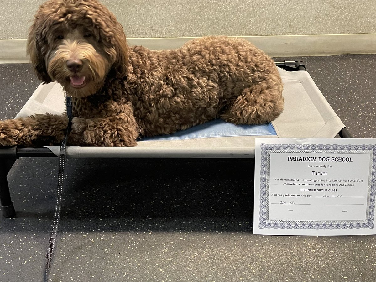 karrie_joy's tweet photo. One of us graduated tonight!!! 🐶🎓🎉💪🏻 #tucker #hwpo #sitdownstayheelplace #treatsfordays #progressnotperfect https://t.co/o5XUbGlB0e