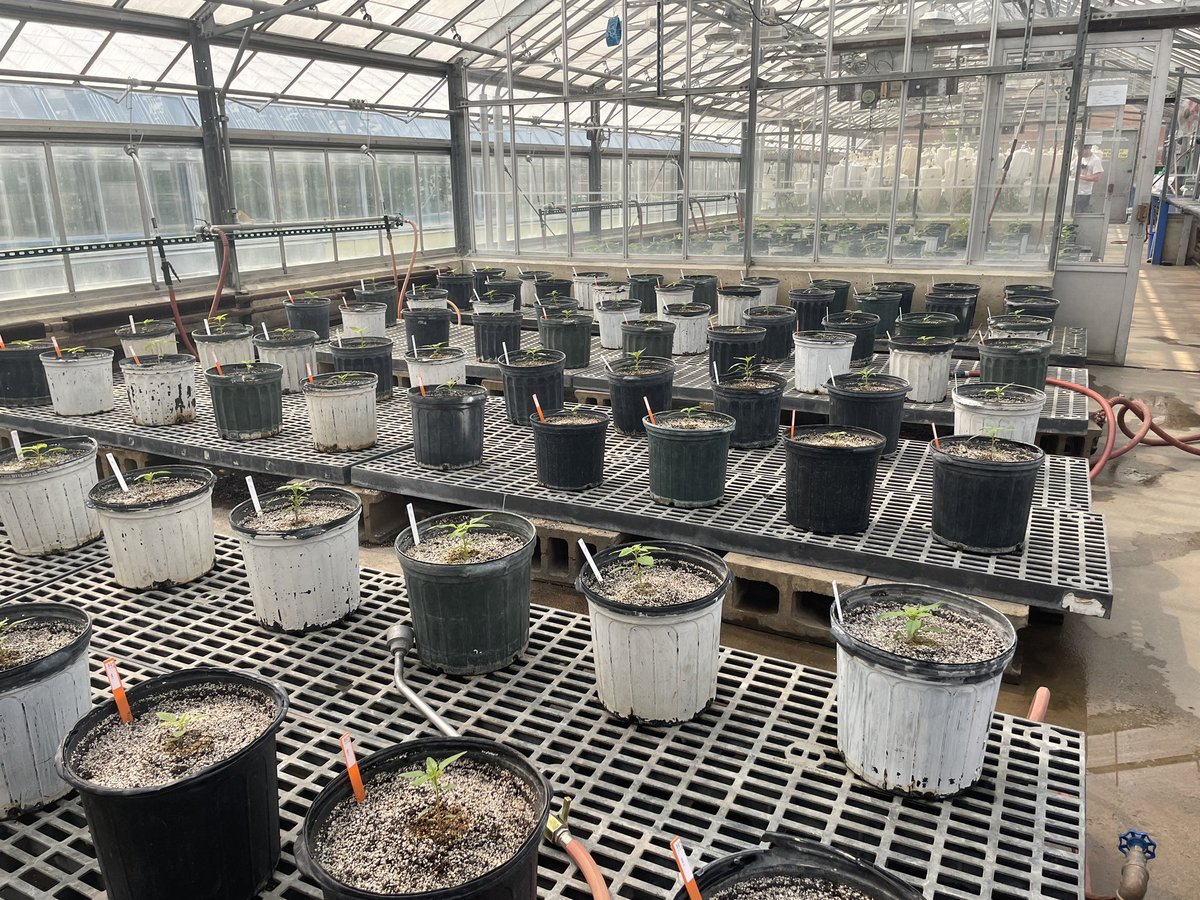 North Central Weed Science Society (@ncweedscience) on Twitter photo This time of the year the <a href="/WiscWeeds/">Rodrigo Werle</a> team is also busy in the greenhouse.
We have an active herbicide resistance monitoring program led by PhD student <a href="/FFaleco/">Felipe Faleco</a> & started a series of #waterhemp phenology studies led by Postdoctoral Research Associate <a href="/AhmadrezaMobli/">Ahmadreza Mobli</a> This time of the year the <a href="/WiscWeeds/">Rodrigo Werle</a> team is also busy in the greenhouse.
We have an active herbicide resistance monitoring program led by PhD student <a href="/FFaleco/">Felipe Faleco</a> & started a series of #waterhemp phenology studies led by Postdoctoral Research Associate <a href="/AhmadrezaMobli/">Ahmadreza Mobli</a>