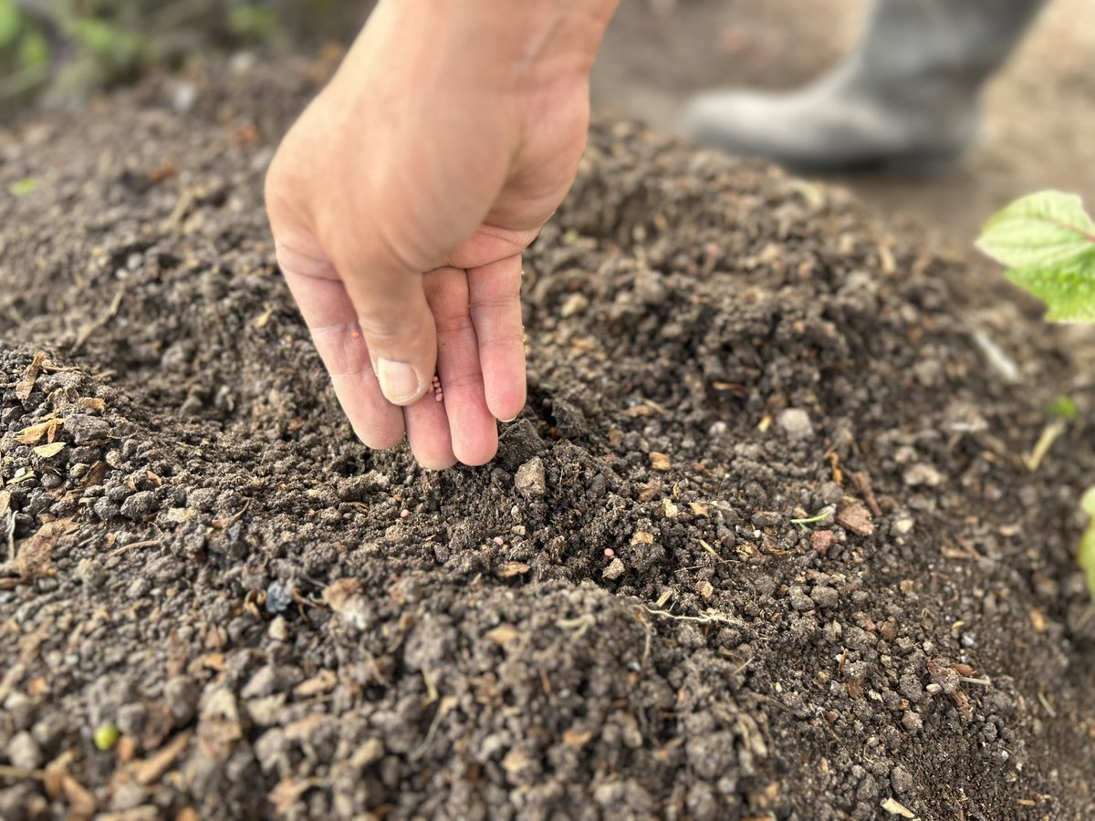 DIFSMA's tweet photo. ¡Es tiempo de sembrar para cuidar nuestra alimentación!

Sembrar y cultivar nuestras propias verduras, es una actividad que todas las familias de #SanMateoAtenco pueden hacer gracias al programa #HortaDIF. https://t.co/V7ZrdEWren