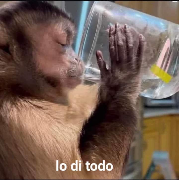 Yo, después de mandar el mensaje más seco del mundo para enamorar a alguien.