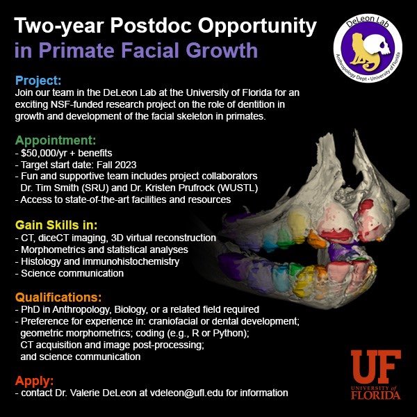 Amazing 2-yr postdoc opening here at @UF led by the one and only @_ValerieDeLeon_ 🥳 This is your chance to live in a jungle, have a rude armadillo as a neighbor, work with a great CT/museum community, and study primates! Apply NOW: explore.jobs.ufl.edu/en-us/job/5270…