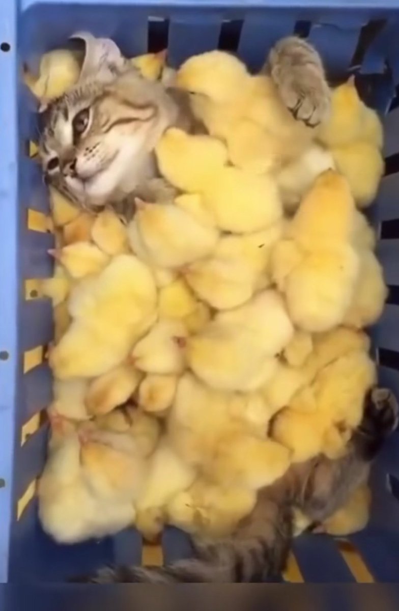leeplayvids's tweet photo. Sometimes, we simply must accept our fate. https://t.co/4c8KYhFt6a
