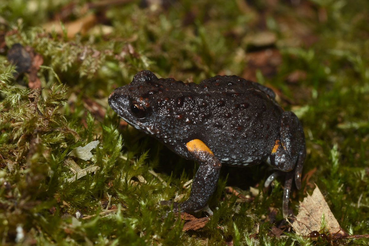 In Port Lincoln &amp; the Eyre Peninsula? 

Please listen out for a squeaky door noise- it could be a very important #frog! 

Bibron's Toadlet has only been heard twice 
in the area. Pls record with <a href="/FrogIDAus/">FrogID</a> &amp; help its conservation! 

#EyrePeninsula #SouthAustralia <a href="/DonnellanSteve/">Steve Donnellan</a>