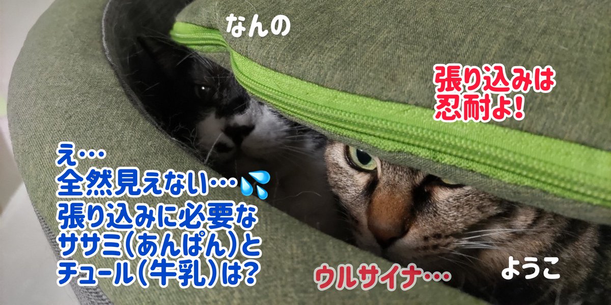 nekoken_nerima's tweet photo. 張り込みに勤しんでるみたいです！
応援してるよ📣

#ねこけん
#保護猫
#里親募集中
#なんの
#ようこ
#張り込み
#あんぱん https://t.co/7vhxSk7N3z