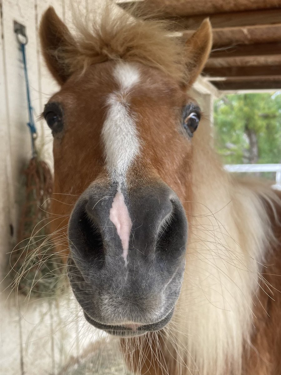 IndependentRed4's tweet image. Oh Hi…. Nice to see you.  Please send baby carrots. 🥕