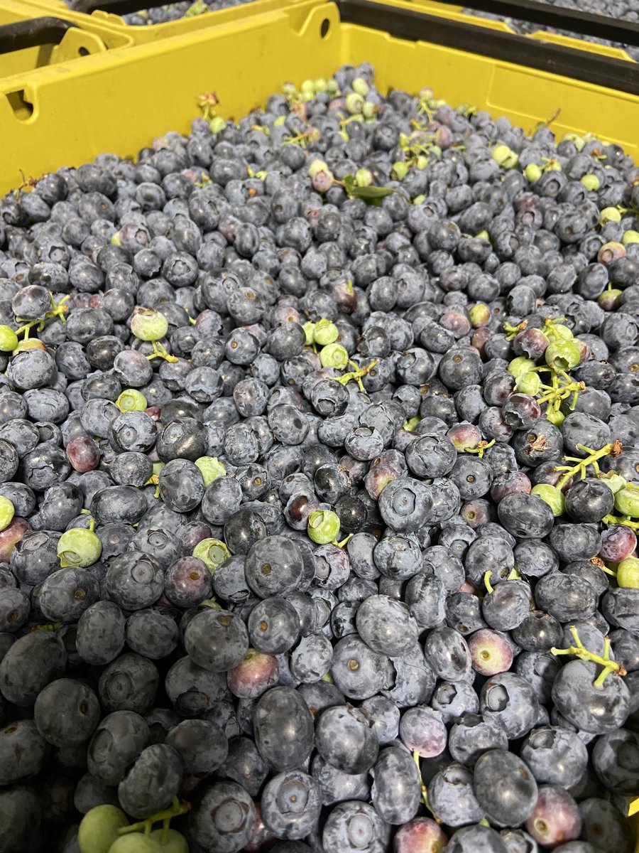 monkeyinabox's tweet photo. #MachineHarvesting #Blueberries
when the berries get “picked” like this, they look like this…
hashtag conflicted harvest results https://t.co/yAFrzD6qAw