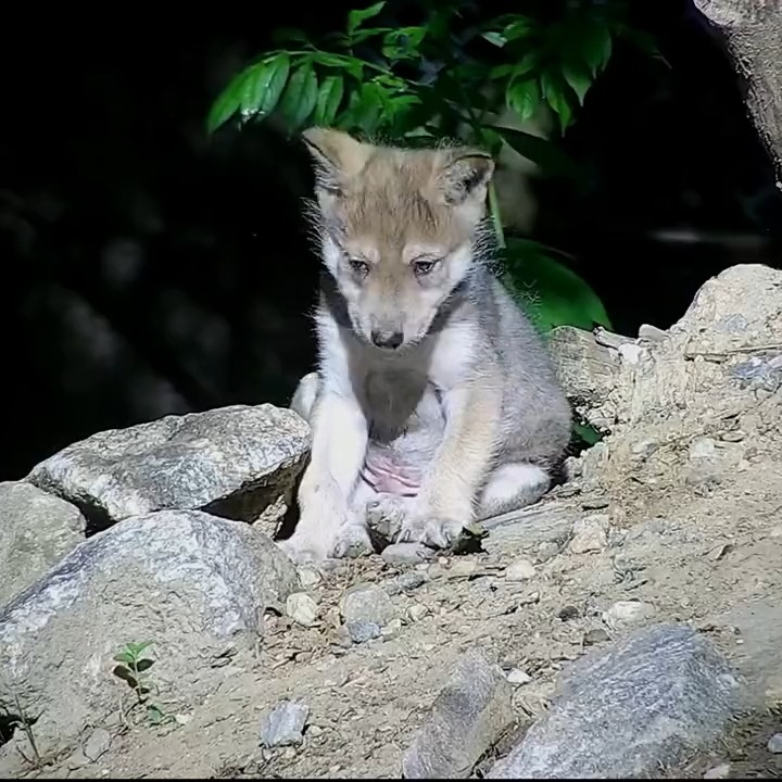 Wolf Conservation Center 🐺 on Twitter: 