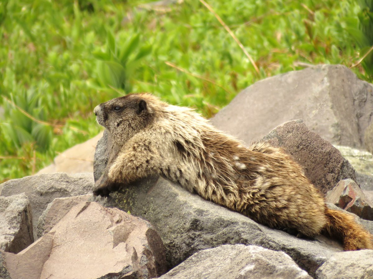 visitmtrainier's tweet photo. Mountain moments...
A marmot chilling on a rock at Mount Rainier National Park. Image credit: Janelle Walker. #watchablewildlife https://t.co/bBnO31ex7J