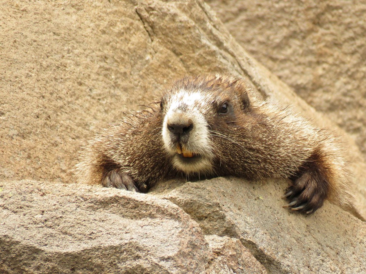 visitmtrainier's tweet photo. Mountain moments...
A marmot looks up from behind a rock at Mount Rainier National Park. Photo credit: Janelle Walker. #watchablewildlife https://t.co/DGmPtyuWIC