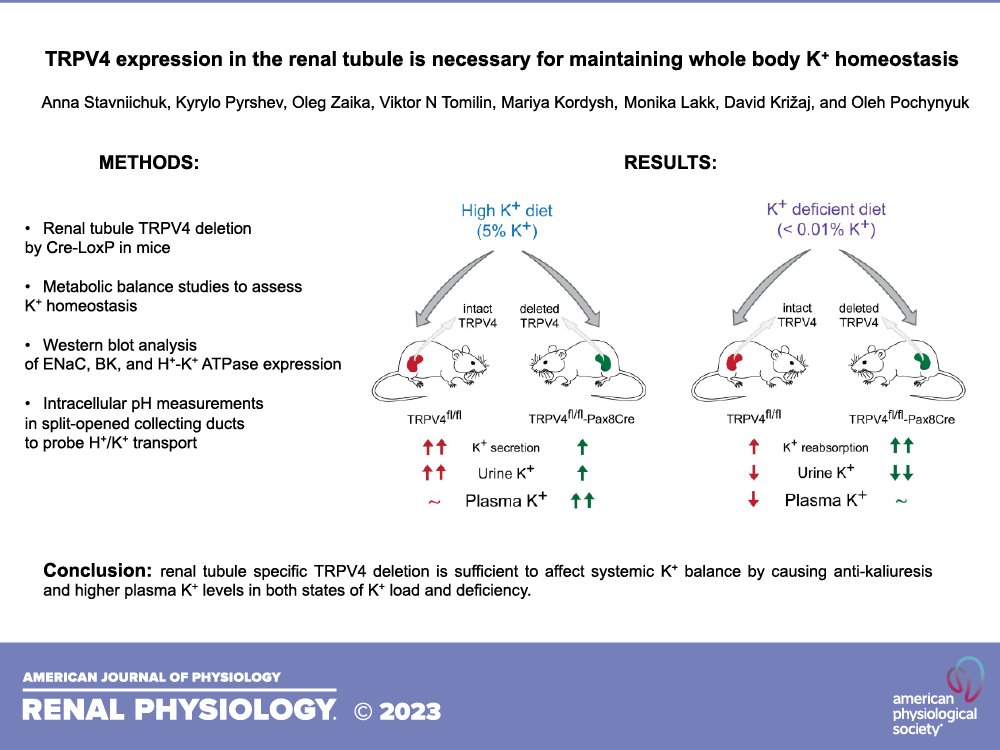 APSPublications's tweet photo. #TRPV4 expression in the renal tubule is necessary for maintaining whole body K+ #homeostasis (Stavniichuk et al.) - new in @AJPRenal!

https://t.co/tpJWIv7irn

@dkrizaj @McGovernMed @UofUMedicine #hyperkalemia #hypokalemia #kaliuresis https://t.co/vApYTLhoGe