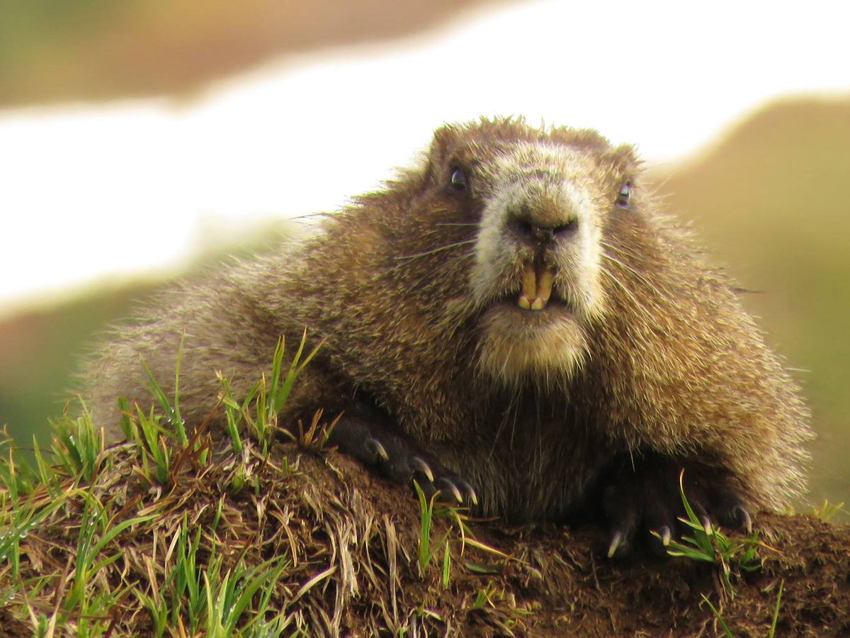 visitmtrainier's tweet photo. Look at those teeth! We should point out the zoom feature was used to capture this photo of a marmot. Always give wildlife space. Image credit: Janelle Walker. #watchablewildlife https://t.co/W2vkuixw8w