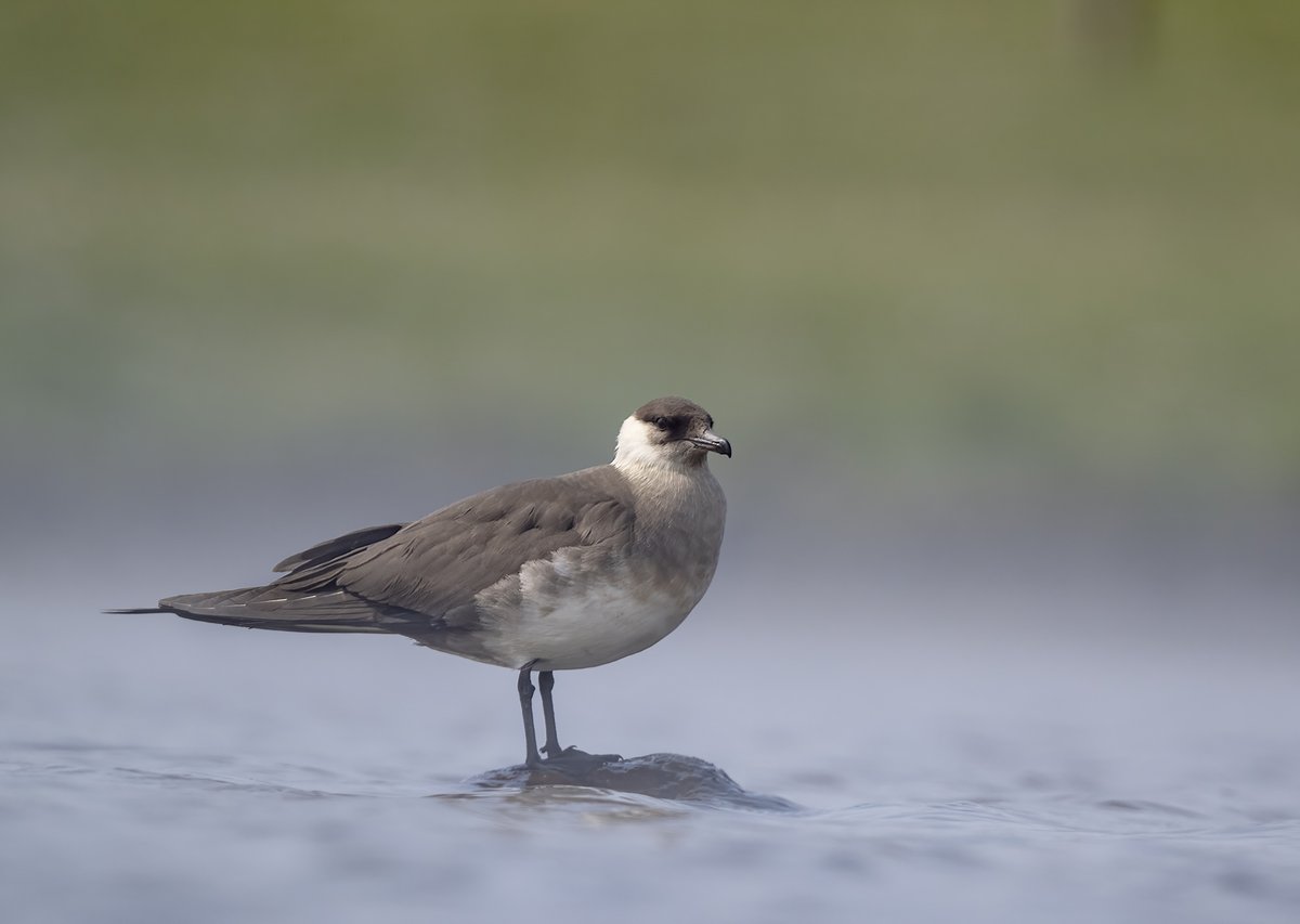 Red Necked Phalarope, Red Throated Diver and an Red Nothing Arctic Skua - Shetland Islands.