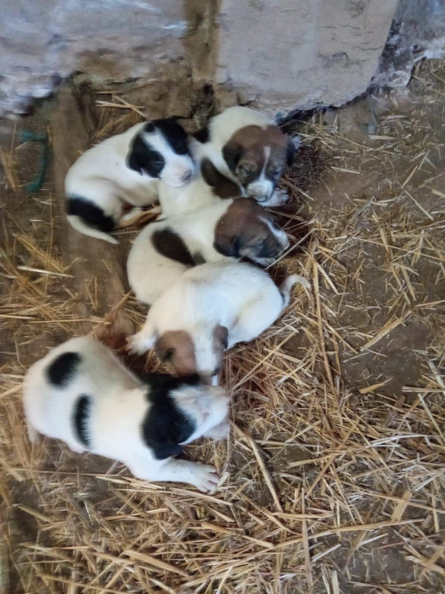 laucrespo8's tweet photo. Se regalan cachorritos!!! 
Difff porfi‼️🥹
#Huelva https://t.co/bI9HNdbVbu