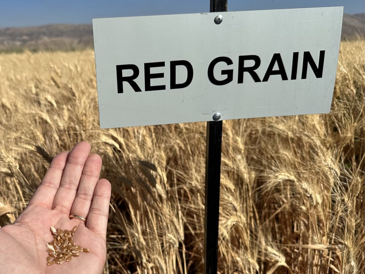 fillobax's tweet photo. Proud to see this @ICARDA #durum variety specially made for #burghul and #kebbe reach #farmers fields in #Lebanon thanks to the work of @RolaAmil and the team of #LARI @MountainHer https://t.co/YO6teapOr2