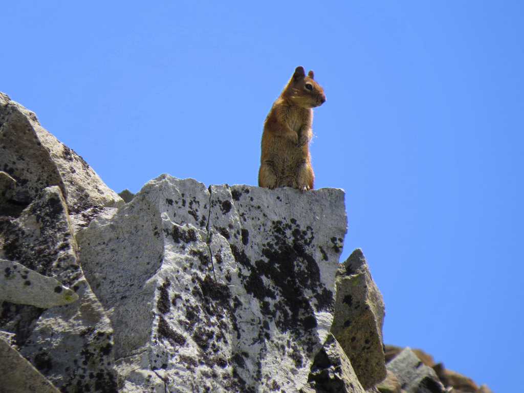 visitmtrainier's tweet photo. Mountain moments...
A Golden-mantled Ground Squirrel on a rock at Mount Rainier National Park. Image credit: Janelle Walker. #watchablewildlife #visitrainier https://t.co/0W8E37Ydnp