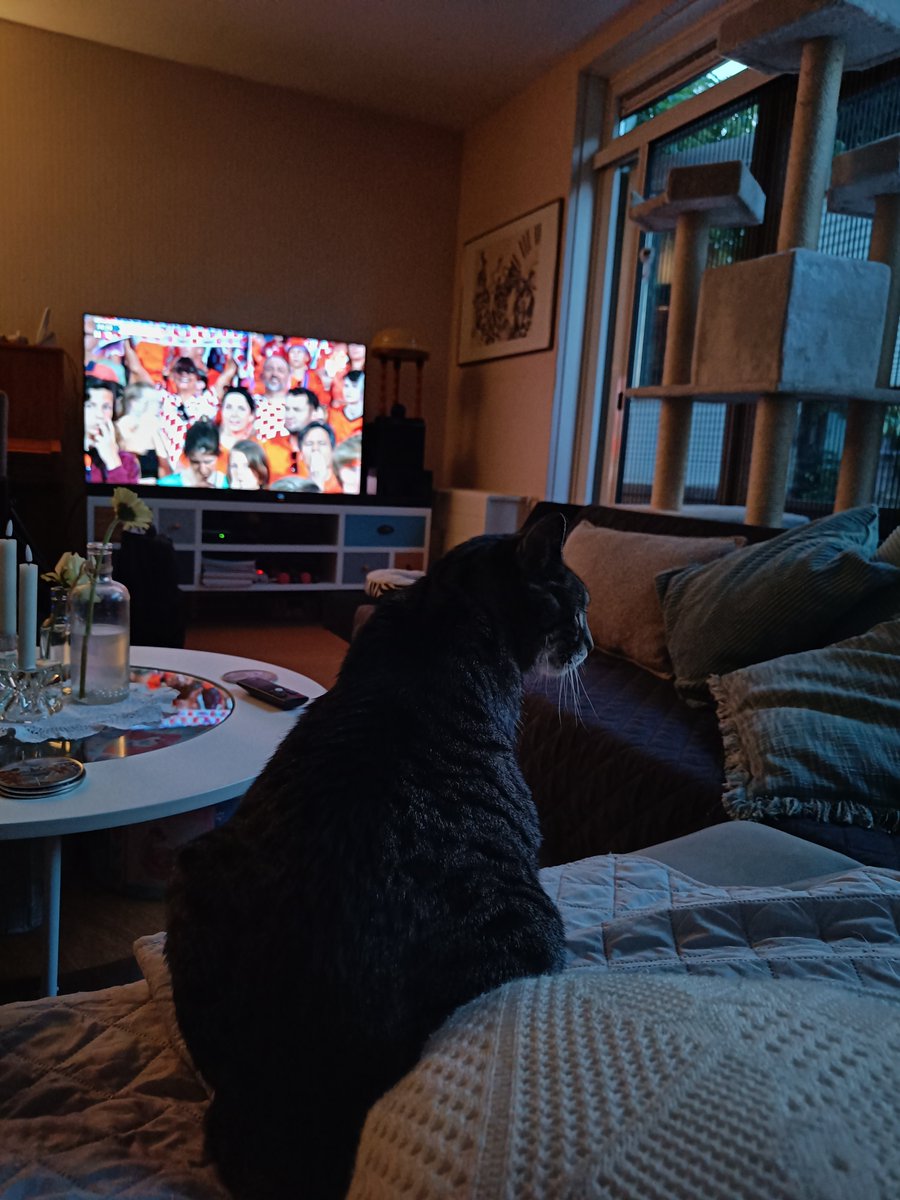 WMuizer's tweet photo. Ook kattenkind kan het niet meer aanzien #nedkro https://t.co/nDRDvxw7GN