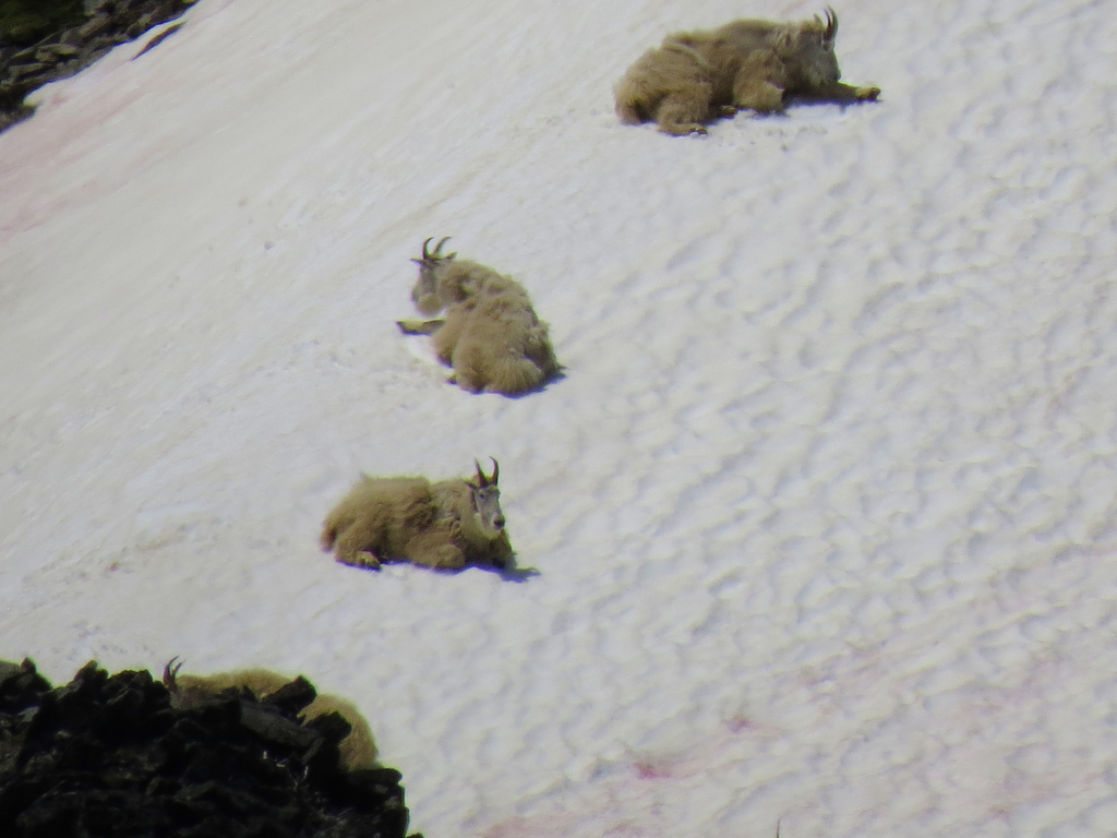 visitmtrainier's tweet photo. Mountain moments...
Mountain goats on snow at Mount Rainier National Park. Image credit: Janelle Walker. #watchablewildlife #visitrainier https://t.co/Izg0Wj3zsK