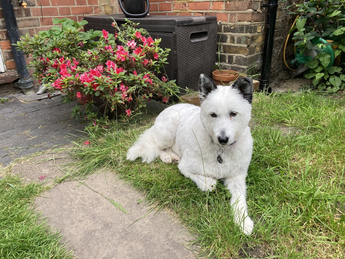 lickle_pickle's tweet photo. @forcetoastpod @empiremagazine We have a thing called @BorrowMyDoggy here. And while Mike loves hosting Princess Zara of Romania once a week while I’m at work for free he is also on board with my vegan Dutch spiced cookies 😂 https://t.co/qKhANYHzip