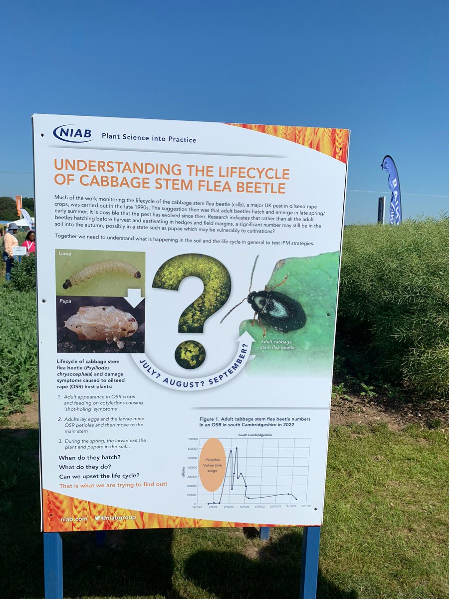 JamesWMayes79's tweet photo. ๐ฅday at @CerealsEvent, caught up with @colinbreakcrop to discuss #CSFBSmart initiative findings. Some things to look at for #harvest24. Lots of discussion with @BourgaultVos @FieldBeans @SentryLtd @KWSUKLtd @eddyb27 @MaxDafforn @WillCorrigan17 @RPrankerd https://t.co/vEl1046kvk