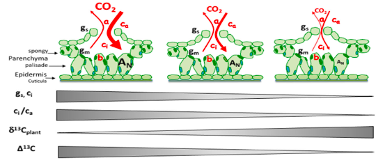 PlantCellEnvir's tweet photo. Understanding how carbon &amp; oxygen isotopes respond to environmental changes unveils valuable insights into photosynthesis and stomatal conductance.

Check out our latest Review!⤵️
https://t.co/RjFRFgPeAN
@wileyplantsci #OpenAccess https://t.co/w9LyYKQwvX