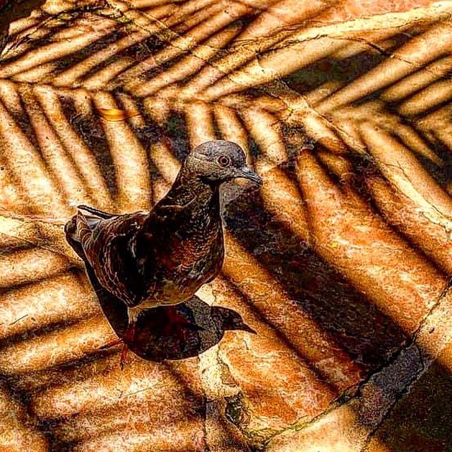 7AlanNelson's tweet image. That Time We Sent HyperIntelligent Pigeons to Spy. #quasiparticles #art #photography #fracturedmultiverse #atomschatting #temporalgnarl