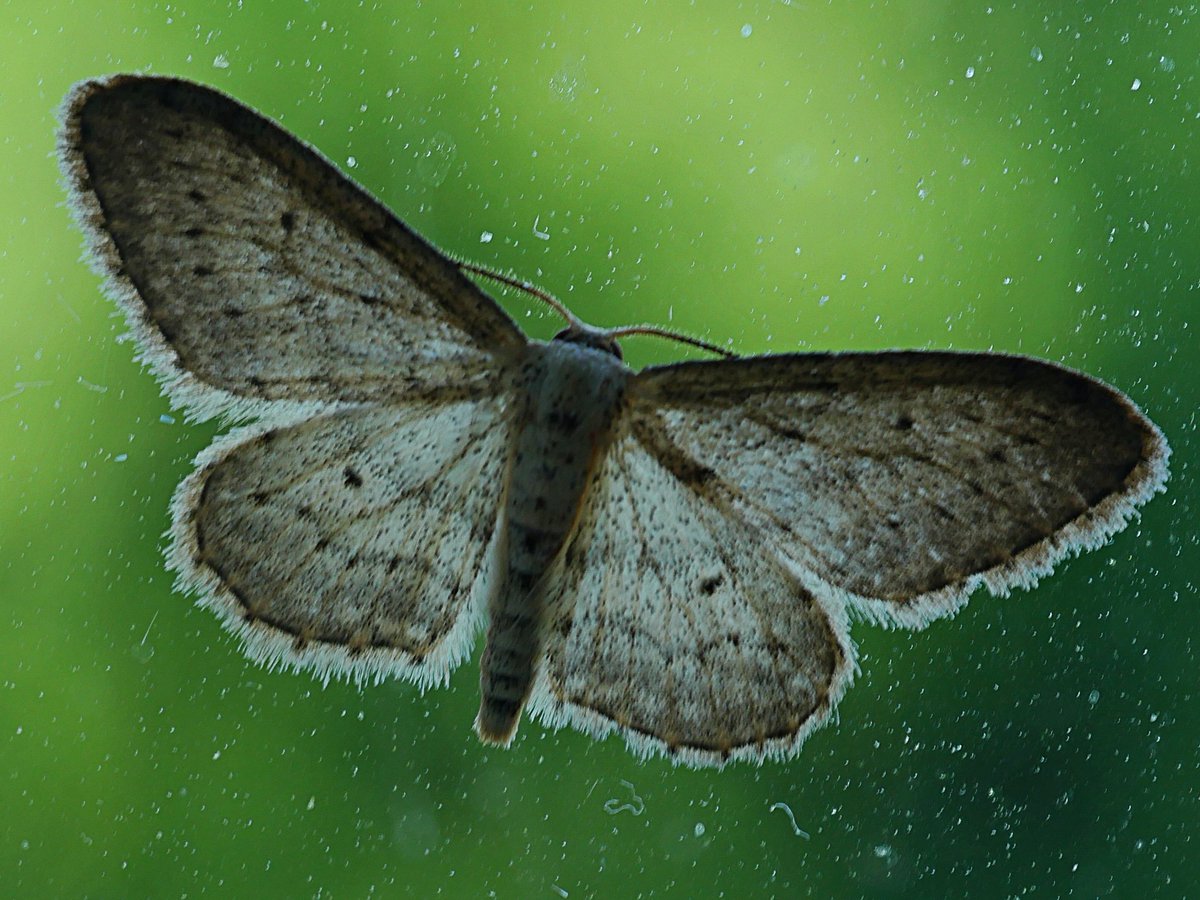 Roger_TL45Y's tweet photo. Just getting camera out this morning when I noticed this on the bedroom window. Small Dusty Wave Moth, Idaea seriata, I think. I let it fly out.
@BritishMoths #MothID https://t.co/KHu70BG354