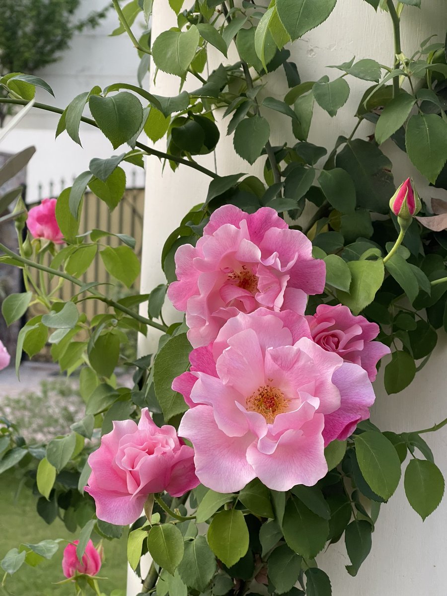 Roses are Pink. #garden #gardening #GardeningTwitter #HomeGarden #flower #floral #Rose #roses #pink #nature #naturelovers #NaturePhotograhpy #flowerphotography #photograghy