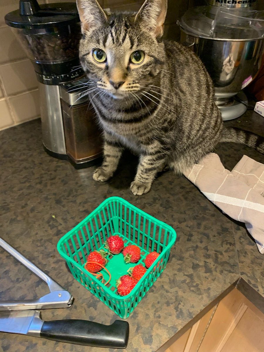 aCatNamedDaisy's tweet photo. I picked these for you #CatsOfTwitter https://t.co/kMA0Ab4yK5