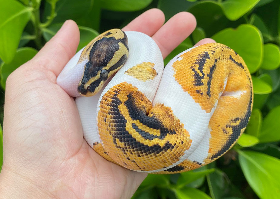 What do you think the best #snakes are for beginners? Do the 5 on this article make your list? bit.ly/3N0LKVi
#XYZReptiles #BallPython #BabyBallPython #BallPythonMorph #PythonRegius #RoyalPython #Snake #Pets #Reptiles #Pied #PiedBallPython #Piebald #PiedBaldBallPython