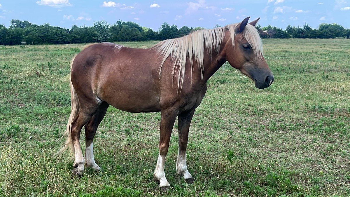 Need $590 for KS herd & $960 for OK herds board/hay/grain TONIGHT Still looking for land in OK before lease's up Sept Out ALL donations are tax deductible No donation to small paypal.com/donate/?hosted………… account.venmo.com/u/MustangMae #WildHorses #animalrescue twitter.com/moodysally1/st…