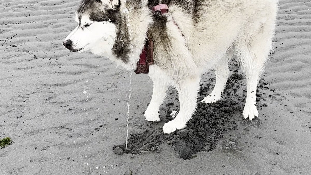 USA TODAY on Twitter "When clams strike back! A curious dog learned