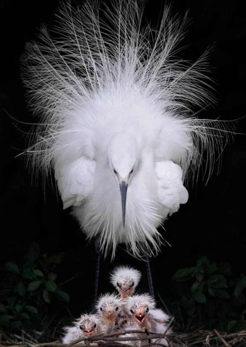 Family of Egrets 

Credit: Avant Gardens