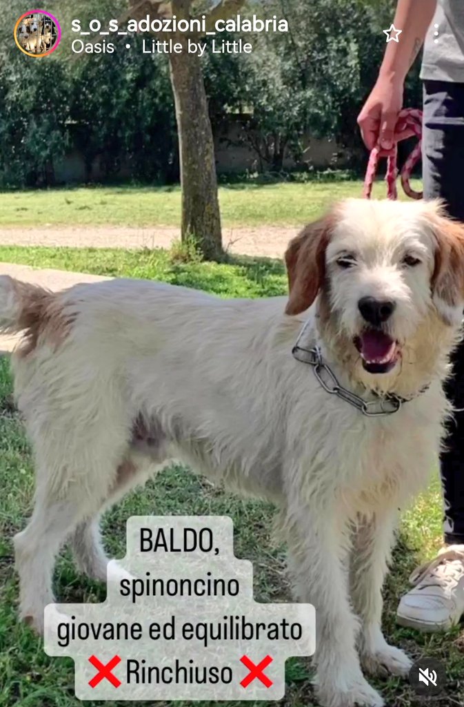 MonicaOrsini8's tweet photo. Baldo è un giovane #spinone abbandonato in strada. Passa le giornate in un angusto box del #canile. Vi prego fate girare 🙏🏻🆘3289633366 #Calabria #AdoptDontShop #SosCani #adozionecani #canicercacasa #Cosenza #adottanoncomprare #adottauncanedalcanile #adozionidelcuore #adottami https://t.co/KKeWLwoUQp