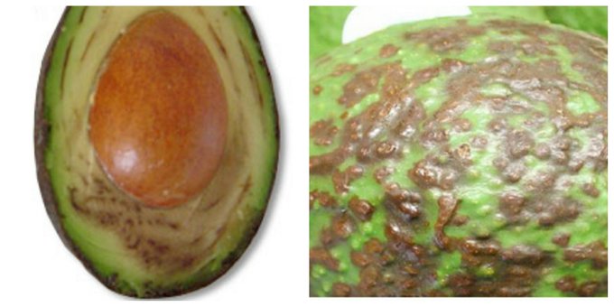 gominolasdpetro's tweet photo. Si los aguacates están inmaduros no los guardéis en el frigorífico: si pasan días por debajo de 5°C se produce daño por frío->manchas oscuras en el interior y el exterior, no maduran y se ablandan. Mejor a 5-13°C (difícil en casa). Si están maduros, entonces sí: al frigo (2-4°C). https://t.co/dORPEHwsg5
