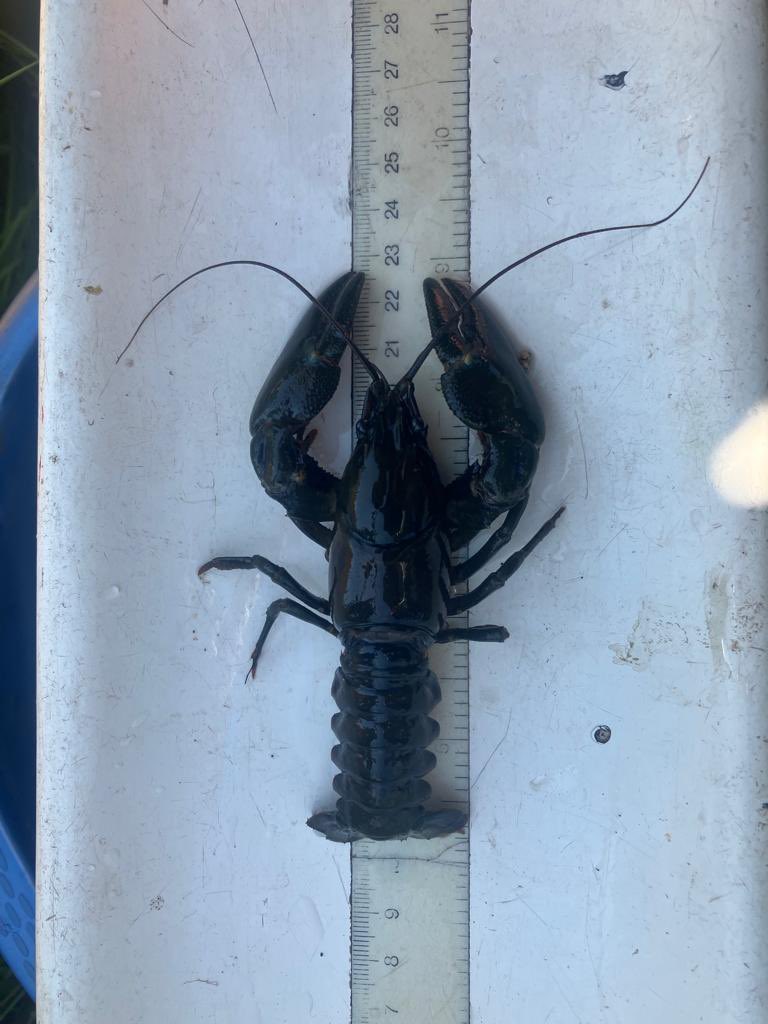 WillieYeomans's tweet photo. Two mornings in the headwaters with @ClydeRF. Tremendous #sticklebacks and less-welcome signal #crayfish. https://t.co/OIOLsXsQhI