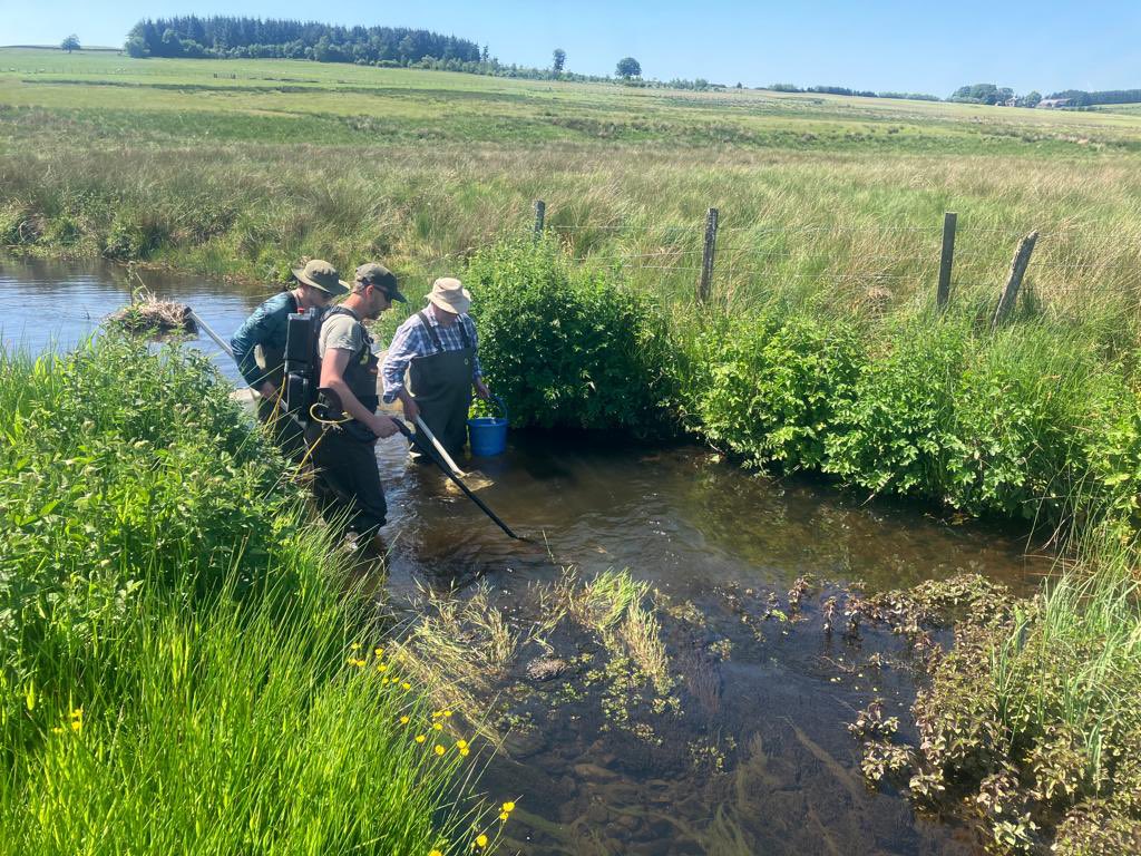 WillieYeomans's tweet photo. Two mornings in the headwaters with @ClydeRF. Tremendous #sticklebacks and less-welcome signal #crayfish. https://t.co/OIOLsXsQhI
