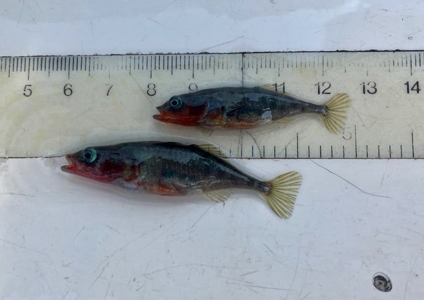 WillieYeomans's tweet photo. Two mornings in the headwaters with @ClydeRF. Tremendous #sticklebacks and less-welcome signal #crayfish. https://t.co/OIOLsXsQhI