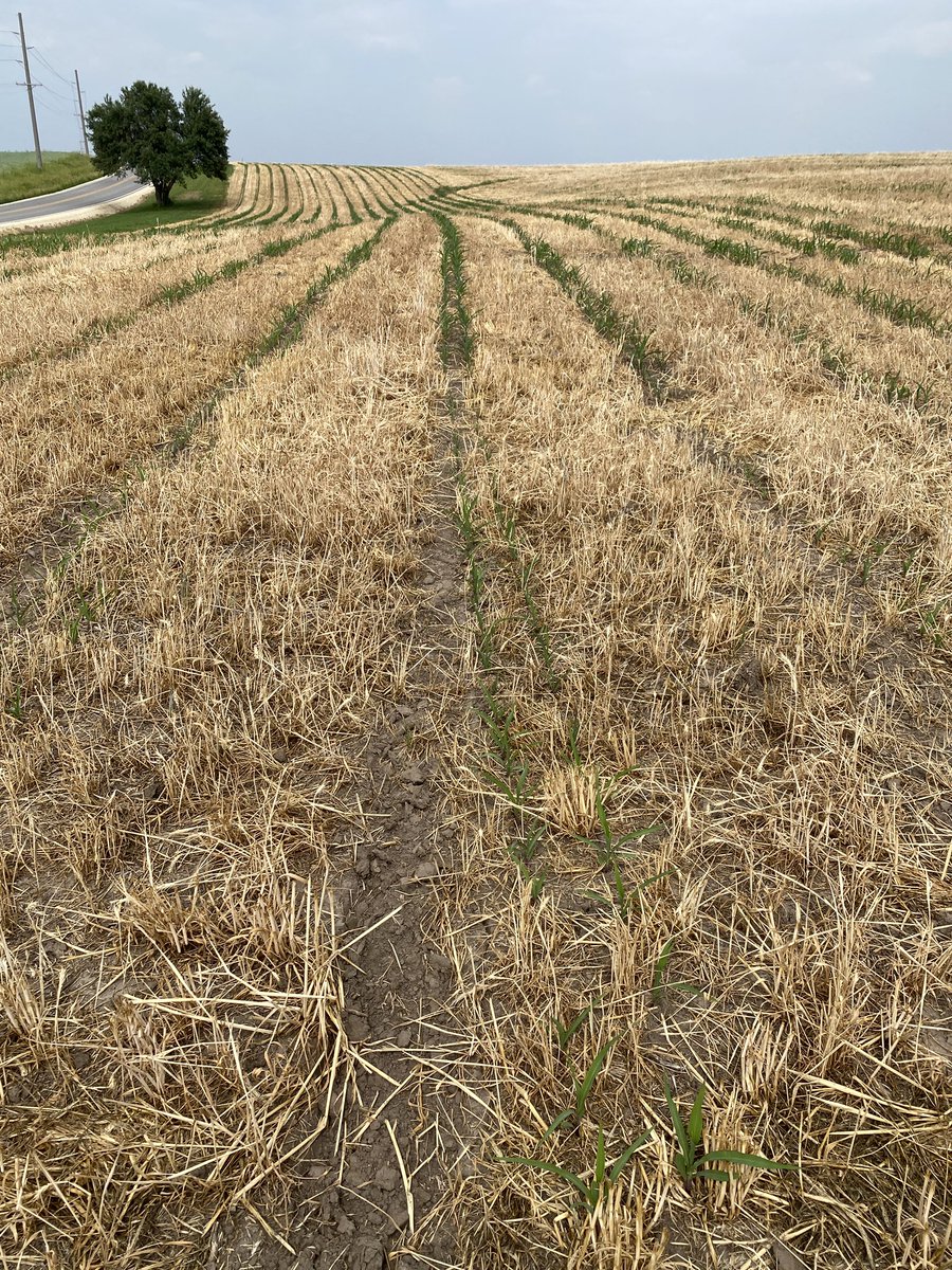 Yep I’m sold on the strip till.. drastic difference where I got off track. Only N applied was 🐷 manure, going to side dress 50 units today.