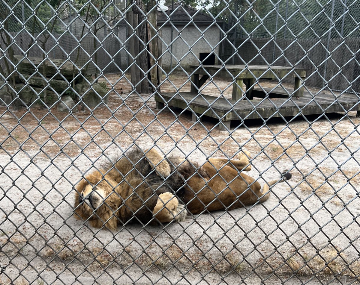 MrsDummeldinger's tweet photo. We had so much fun on our trip to the Popcorn Park Animal Refuge! It was great getting to see and learn about the animals &amp; their stories.🐾 @htsd_mcgalliard https://t.co/nhIwwBWiru