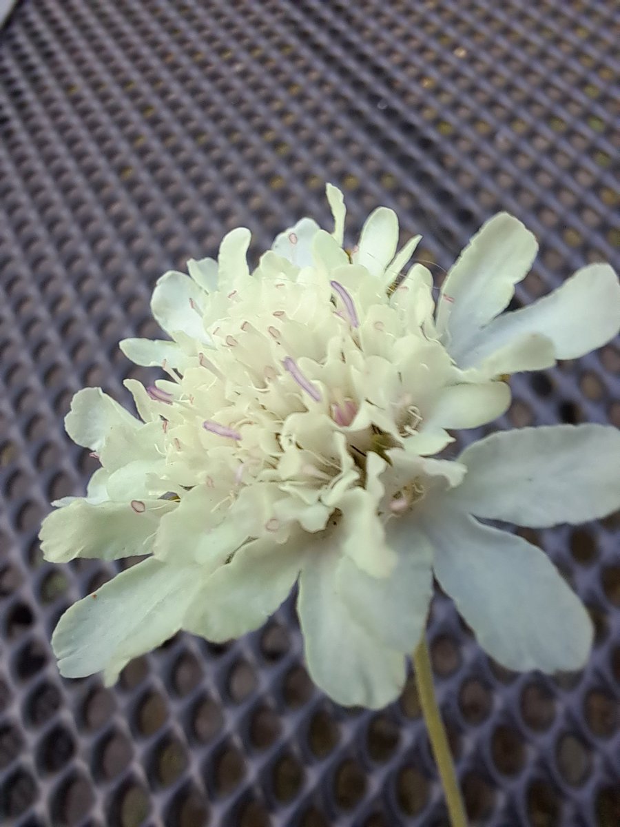 JiscaDijk's tweet photo. #ScabiosaStellata #Duifkruid #pluktuin #droogbloem
#adoptietuin #wildetuin @FloraNederland
Opvallende zaaddozen van de witte scabiosa die het goed doet op de schrale droge grond van voormalig gemeentegazon. https://t.co/XDACegbugF