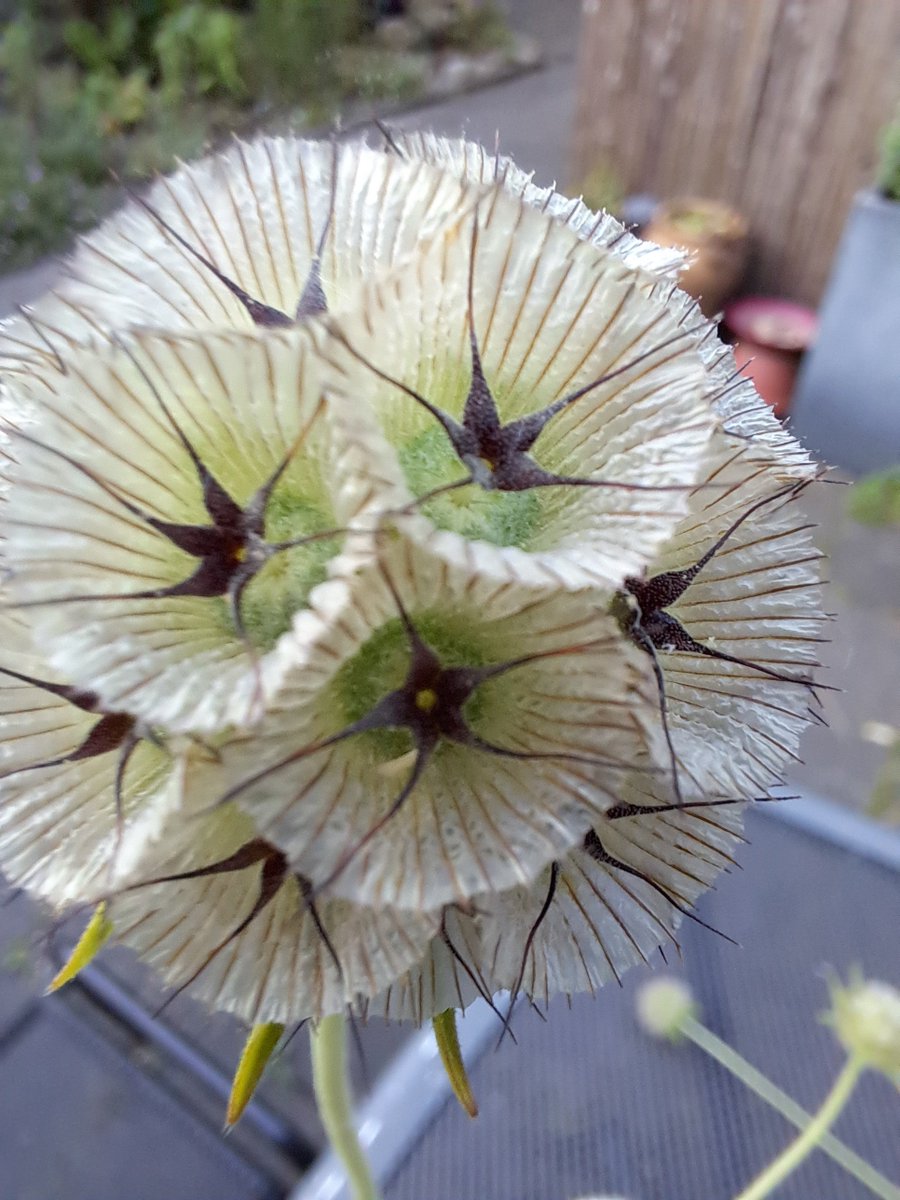 JiscaDijk's tweet photo. #ScabiosaStellata #Duifkruid #pluktuin #droogbloem
#adoptietuin #wildetuin @FloraNederland
Opvallende zaaddozen van de witte scabiosa die het goed doet op de schrale droge grond van voormalig gemeentegazon. https://t.co/XDACegbugF