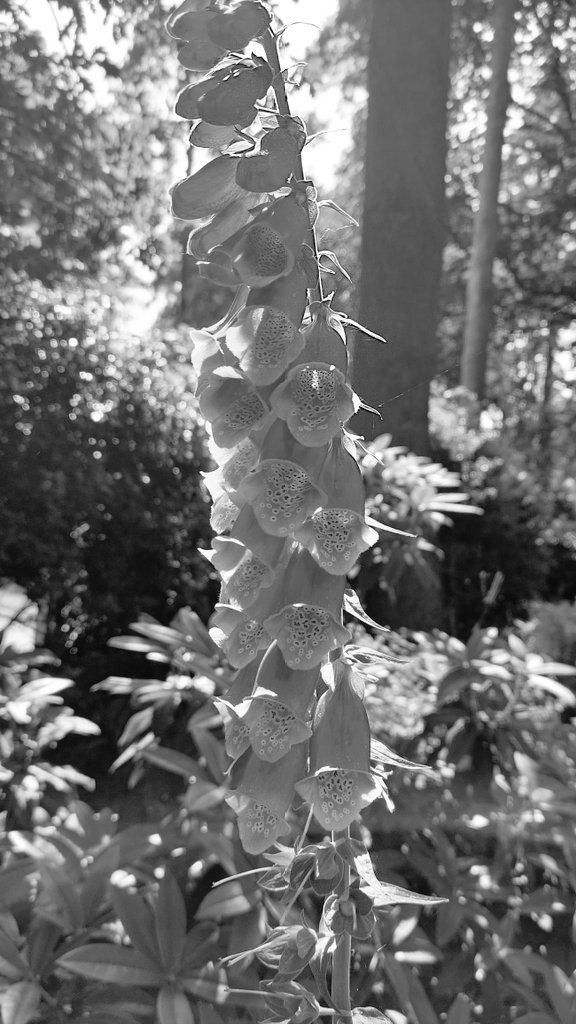 #GoodnightEveryone #GoodNightTweetHearts #GoodNightTwitterWolrd Hope you all have had a good day!!!!! Luv ya all ♥️ 😍 
#FLOWER #FlowersOfTwitter #flowerphotography #Flowers #blackandwhitephotography #blackandwhitephoto #foxgloves #foxglove