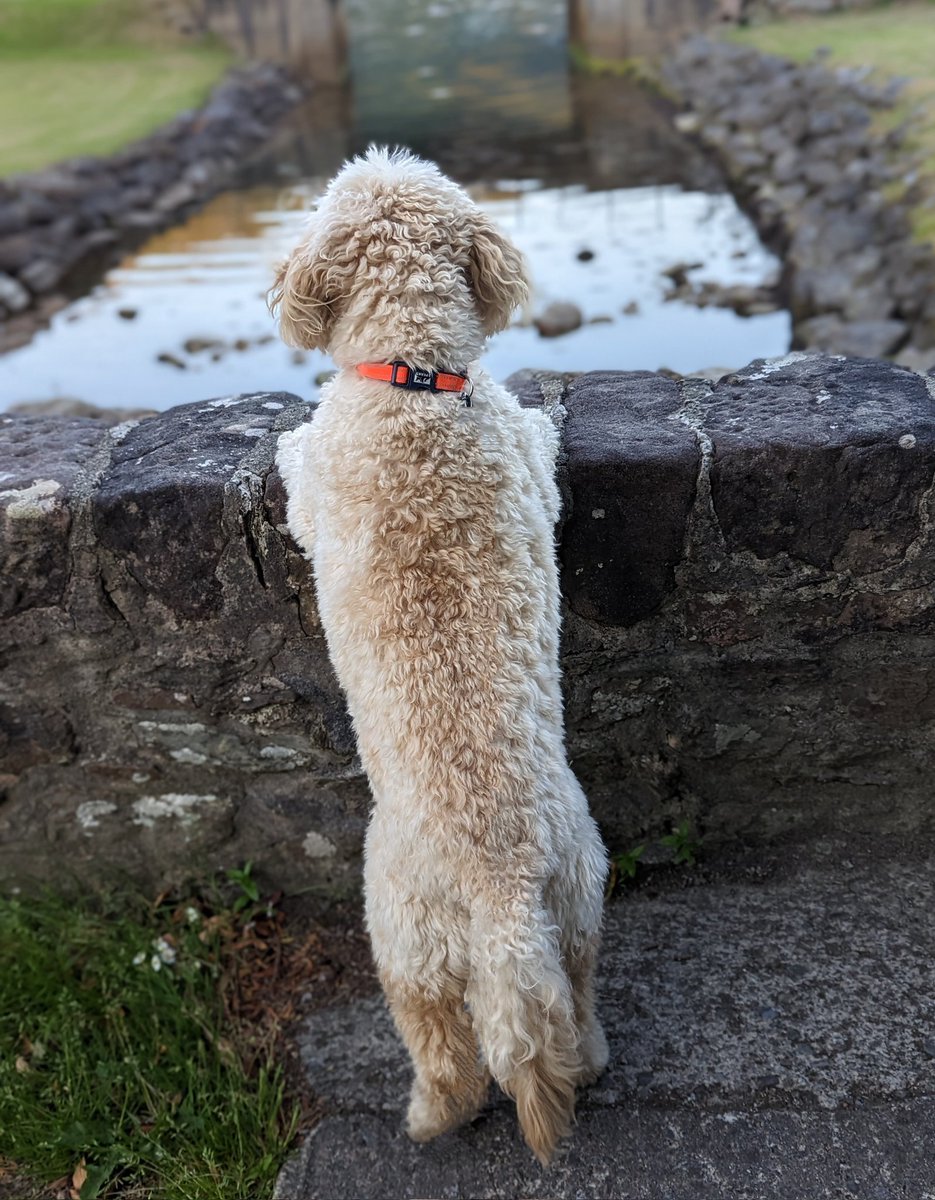 In deep thought 💭
#thebestofbarney #minigoldendoodle #dogsoftwitter #goldendoodle #petphotography #petsoftwitter