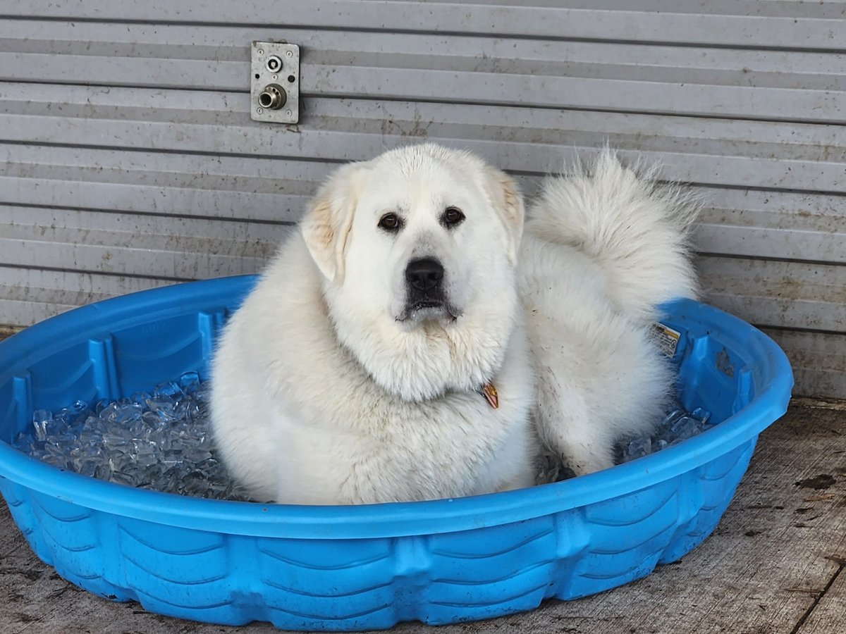 SludgeLLC's tweet image. Summer time...
And the livin&apos; is easy...
#mutts