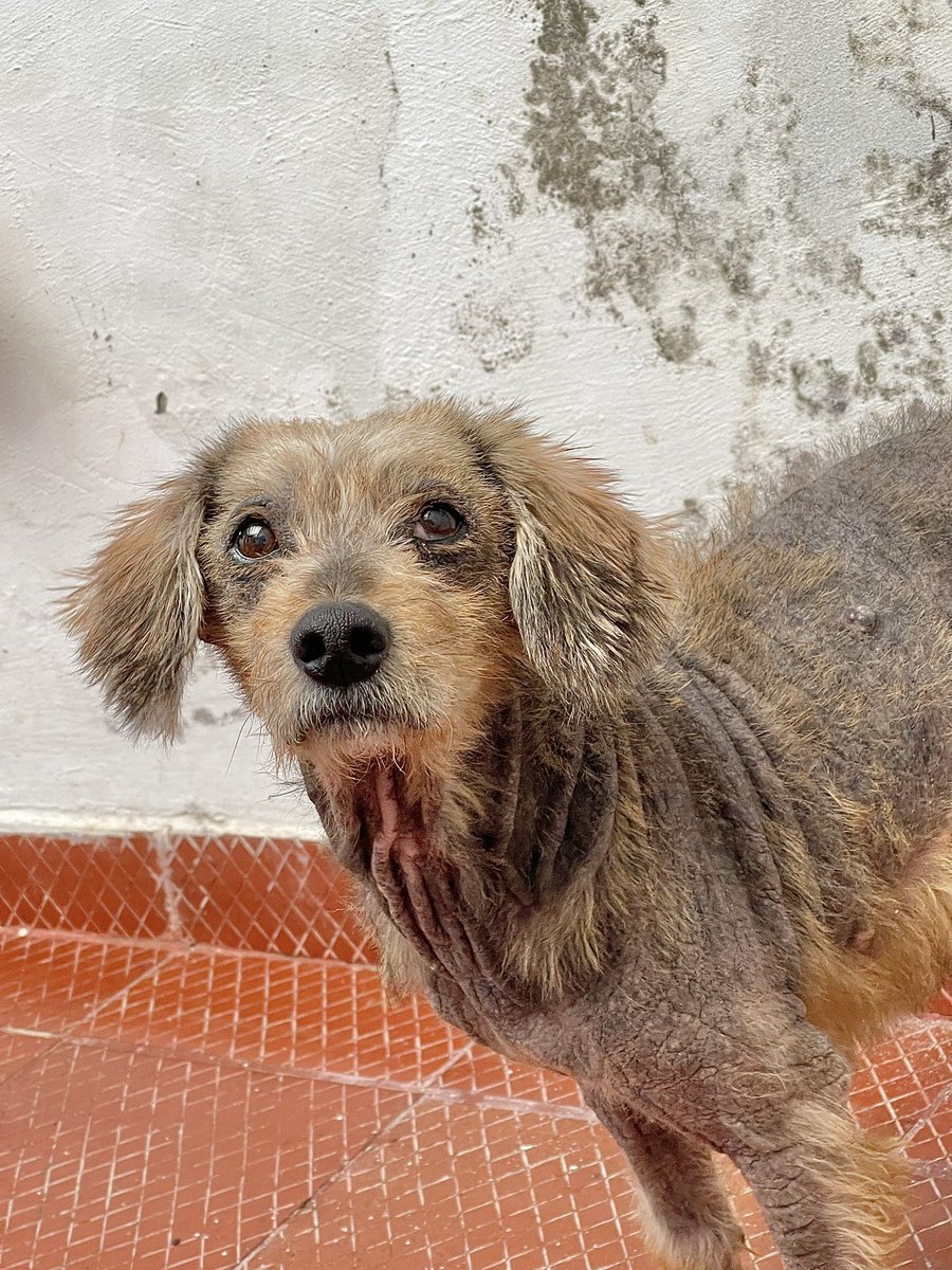 ResEspeciales's tweet photo. DORADO UN PERRITO SIN BRILLO 💔

Hoy les venimos a contar una historia de traición, una donde la peor parte de la llevo un inocente 💔 https://t.co/S5GnsTibKb