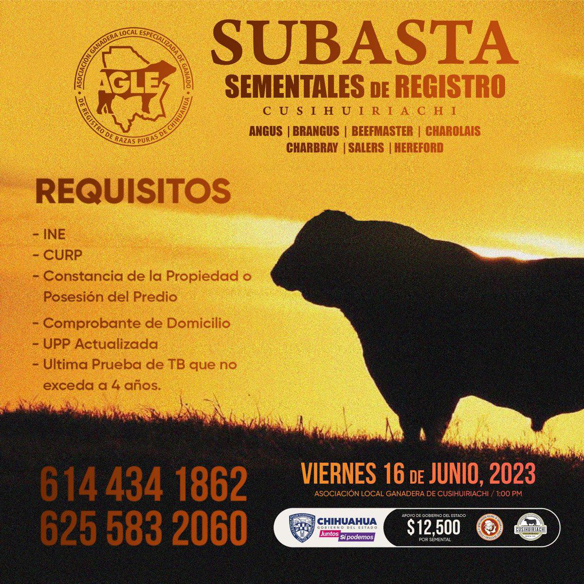 UGRCHI's tweet photo. SUBASTA
Sementales de Registro
Asociación Ganadera Local de Cusihuiriachi
Viernes 16 de Junio del 2023
TOROS CON APOYO DE GOBIERNO DEL ESTADO DE CHIHUAHUA. https://t.co/3lcVsqKowi