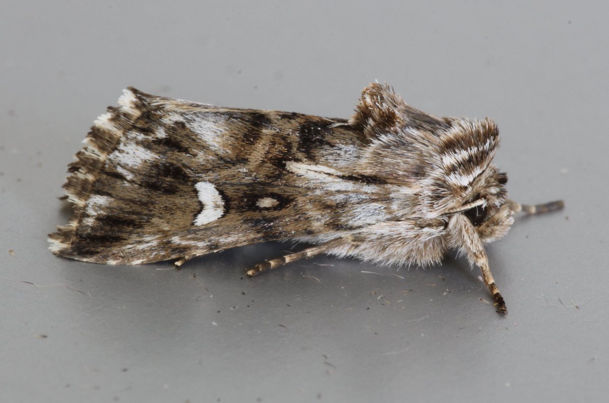 Got the plant and now, after a long wait, we've got the moth! Toadflax Brocade to the garden trap last night <a href="/BC_Norfolk/">BC Norfolk</a> <a href="/norfolkmoths/">Norfolk Moths (Jim Wheeler CMR)</a>