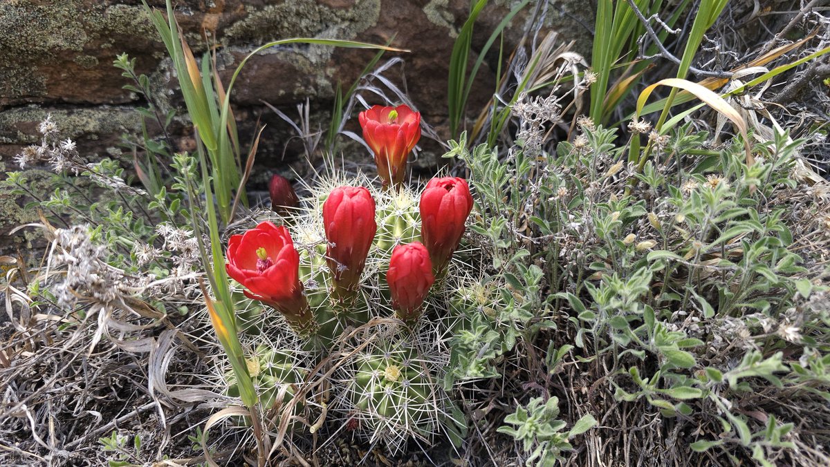 Kingcup cactus (Echinocereus triglochidiatus) flowers are blooming along the rocky edges of the Black Canyon above Pioneer Point.  These showy red flowers stand out in stark contrast to the grey of the surrounding rock.

NPS photo by Troy Hunt